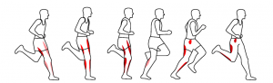 gait phases during running
