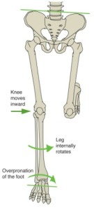 lower limb forces
